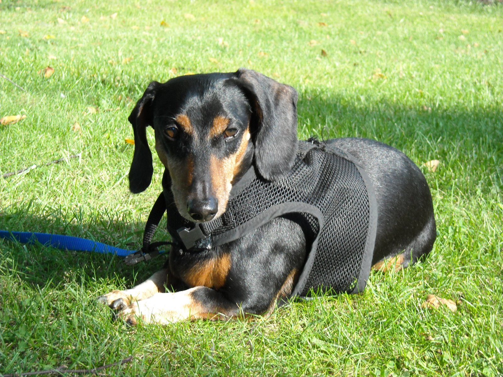 Jayes Faithful Companion Happy Dog