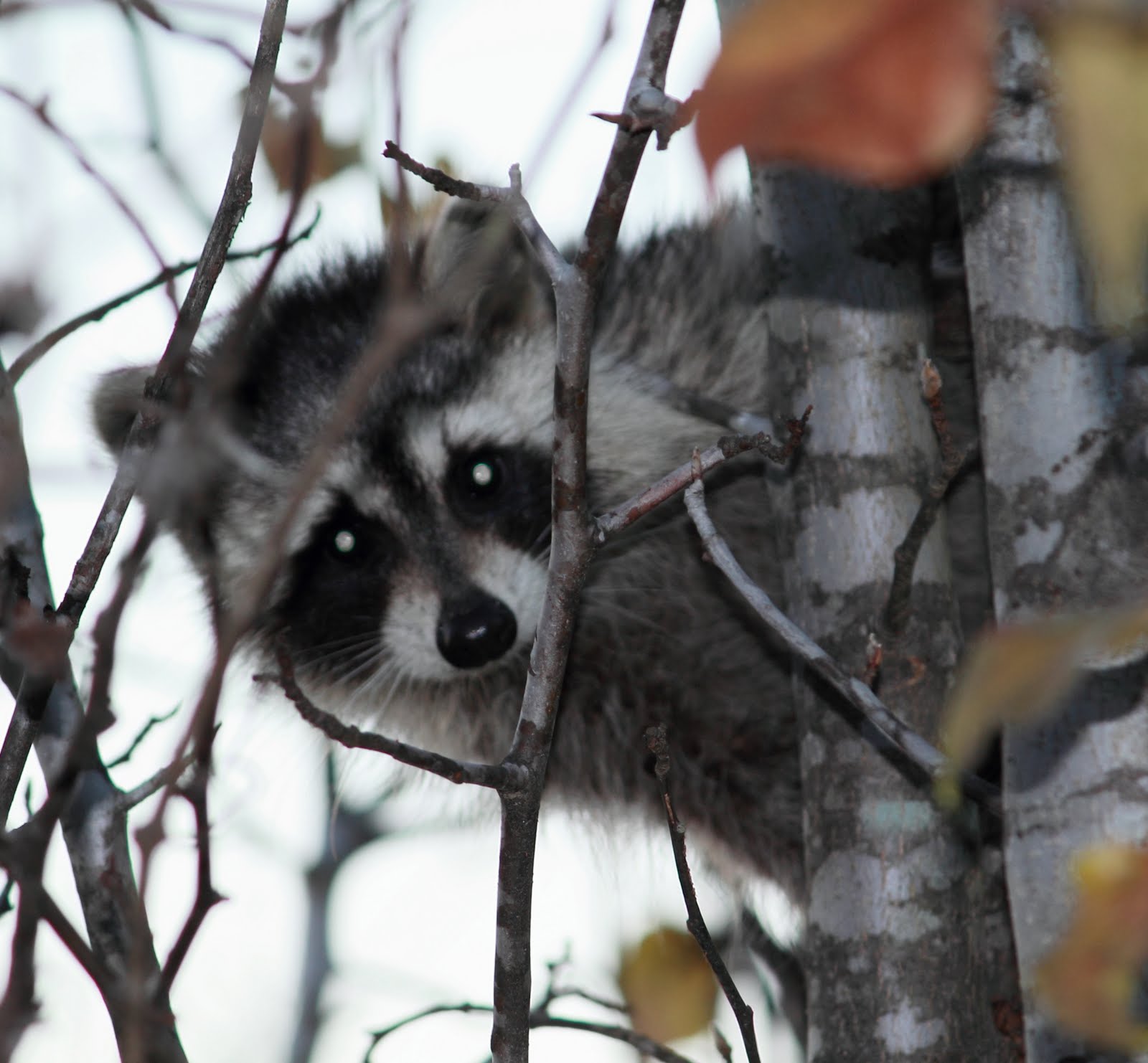 Sherwood Went Coon Hunting Yesterday