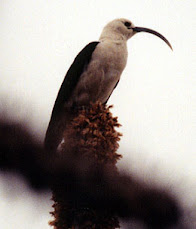 Sickle-billed Vanga