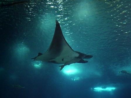 [OceanÃ¡rio_Pav[1].Conhecimento_07+(49).JPG]