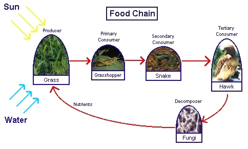 rainforest food chain diagram. TROPICAL RAINFOREST FOOD CHAIN