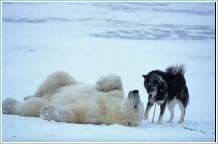 [polar-bear-cat-amazing-pictures-5.jpg]