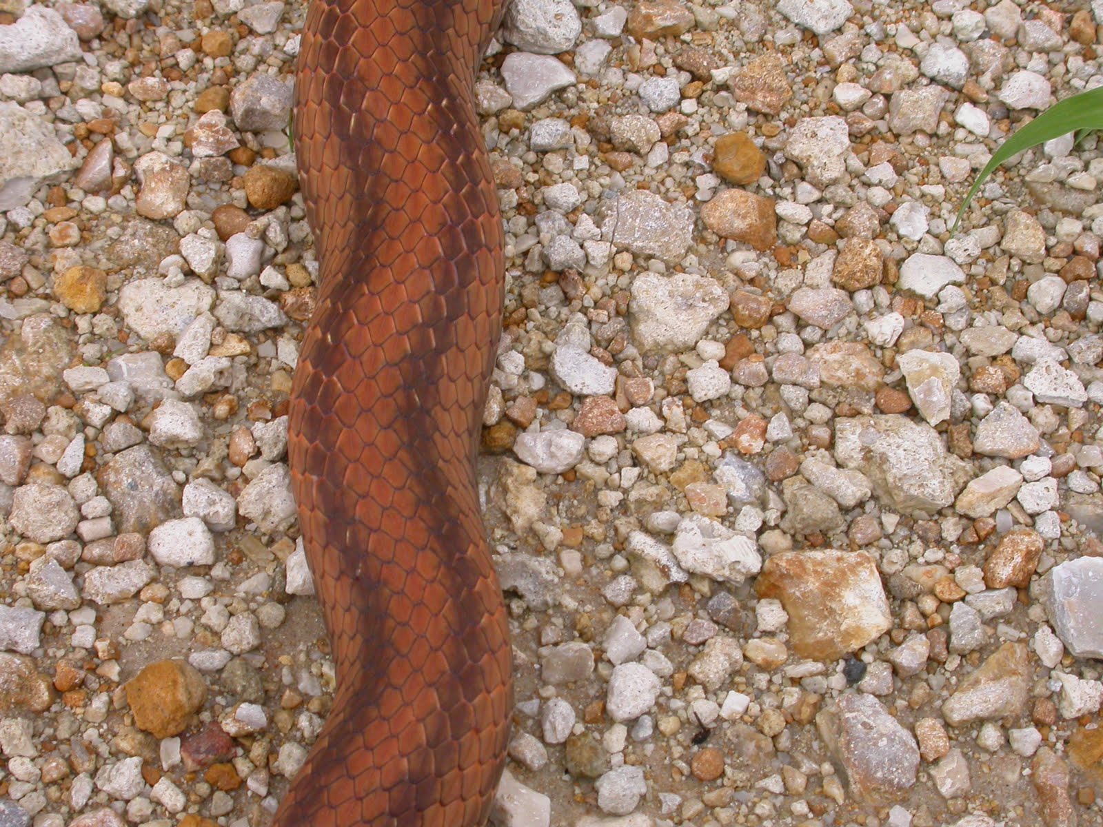 Jungle Pete's Earthbound Small Bites The Yellow Rat Snake
