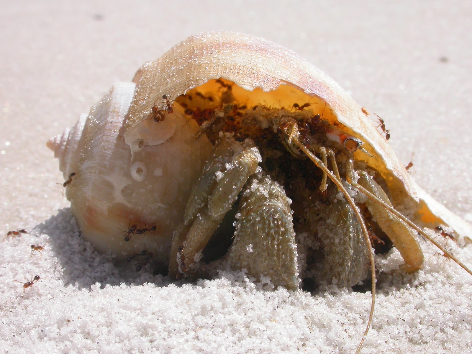 Hermit The Crab