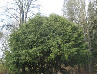 Strongly Scented Flowers Stock Photos Strongly Scented Flowers