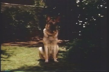 [devil_dog_stare_mower.JPG]