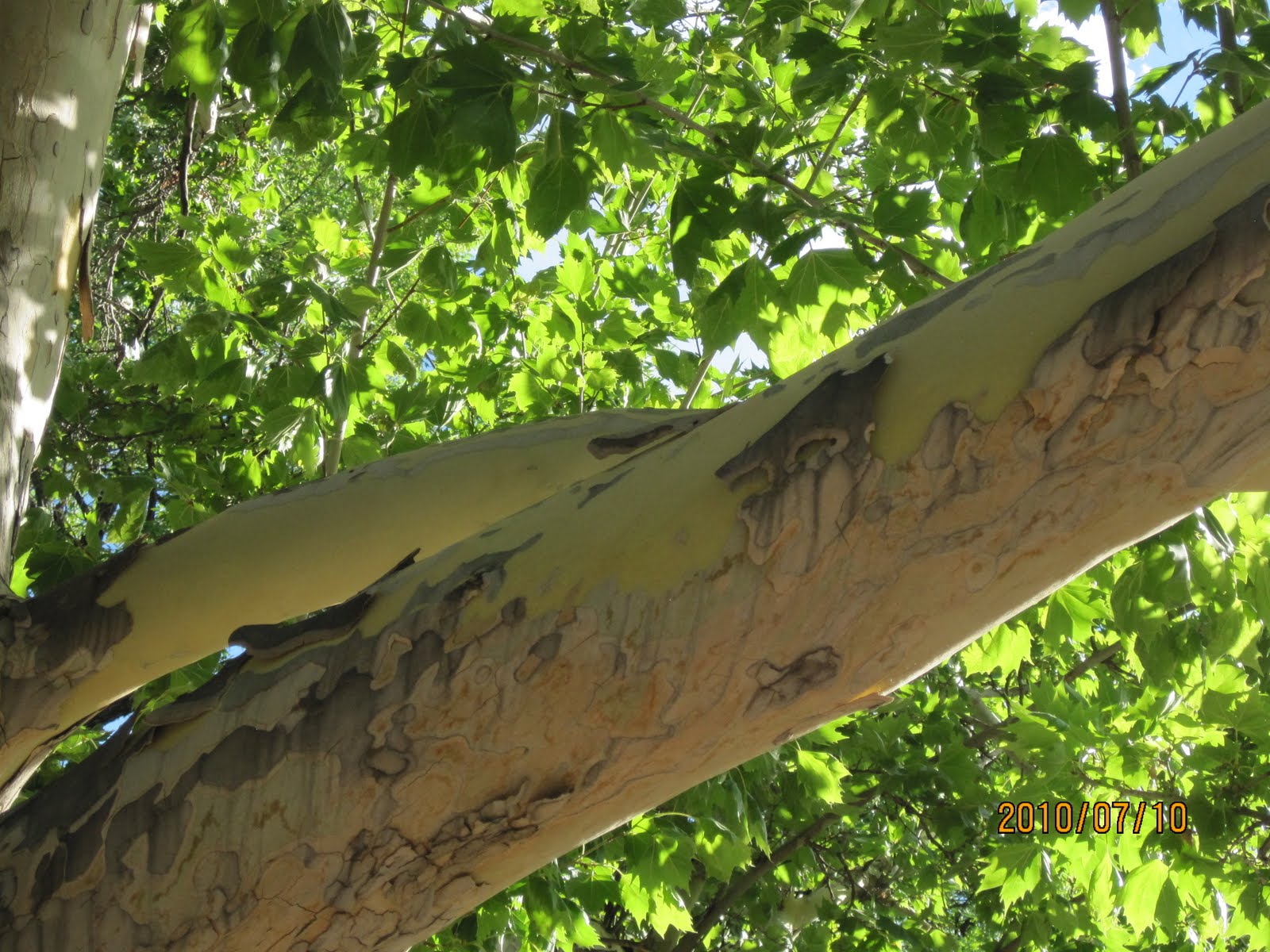 Swift's Gardening Blog Swift Horticultural Enterprises, LLC Losing