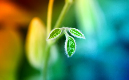 wallpaper green nature. wallpaper nature green. wallpaper green nature.