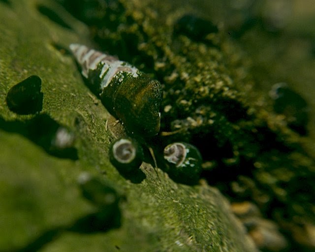 agxphoto.info Second Edition Underwater Photos Freshwater Snails