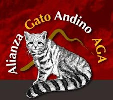 Gato andino