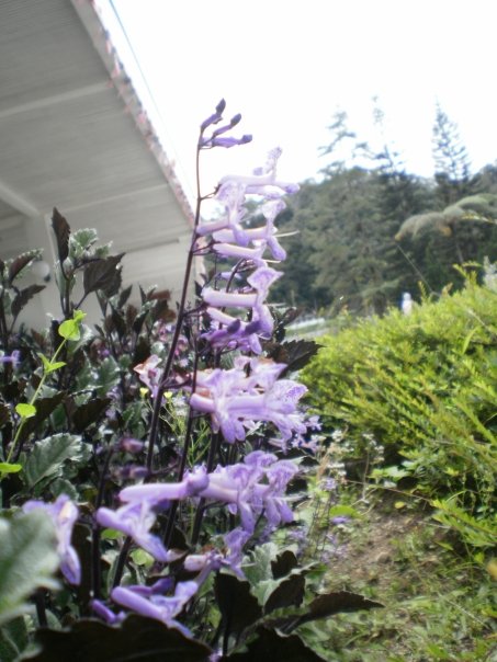 [10234_1210130983456_1534194925_30588175_5311904_n.jpg]