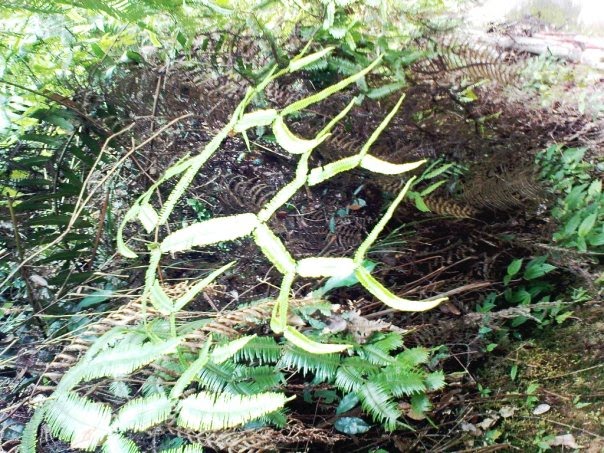 [10234_1210158344140_1534194925_30588448_2890099_n.jpg]