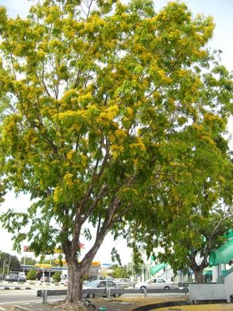 Angsana Tree