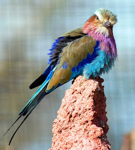 colorful bird...