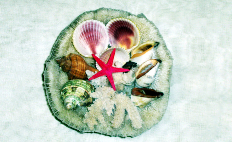 Ornamental Sea Live Dish (diameter from 14 cm - 30 cm)