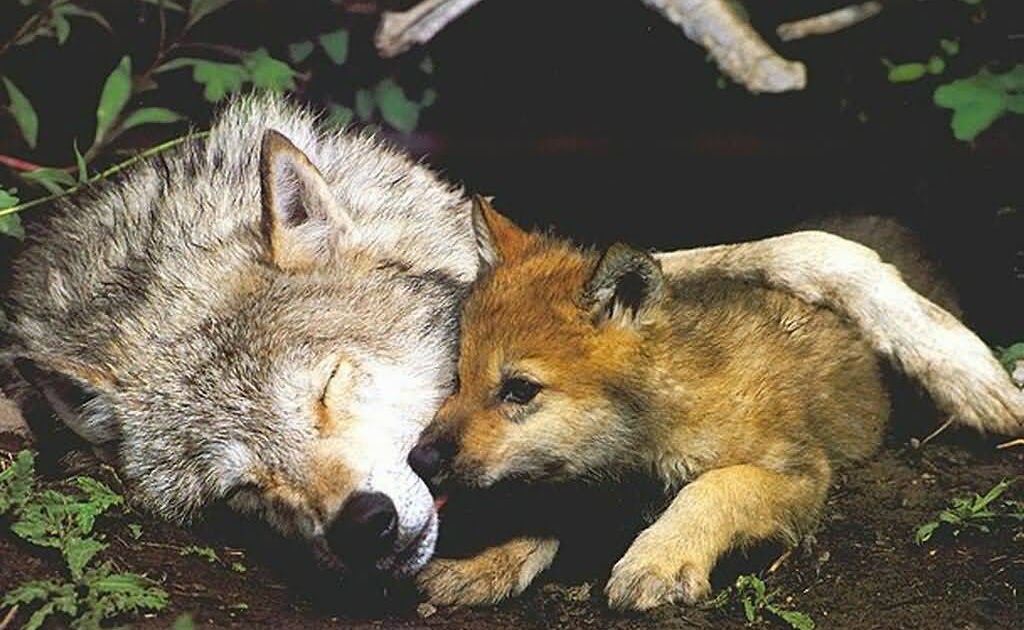 Deb's Den Save the Lives of Montana Wolves