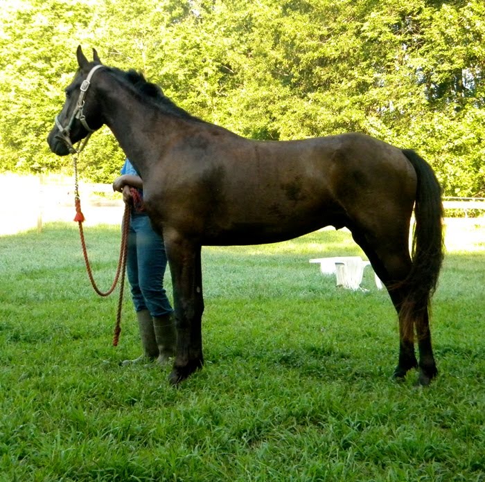 Horses for Sale Kelly Saddlebred/Friesian cross 2yr Gldg