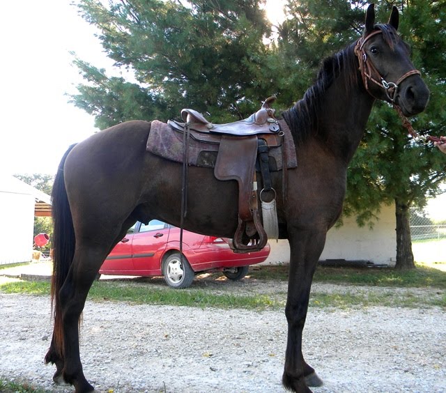 Horses for Sale Kelly Saddlebred/Friesian cross 2yr Gldg