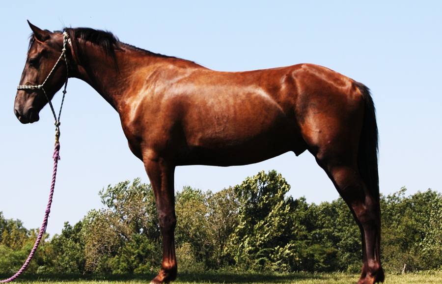 Horses for Sale Kelly Saddlebred/Friesian cross 2yr Gldg