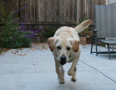 cabana has run right up to me