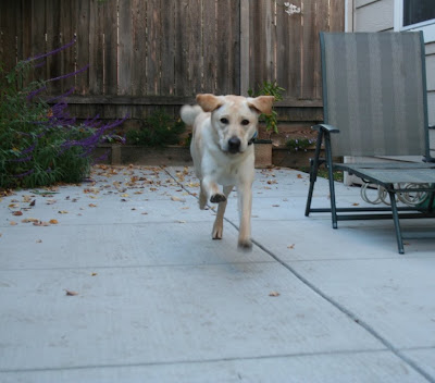 this time cabana is halfway to me