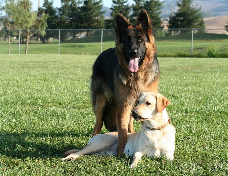 cabana laying in the grass with huge long-haired german shepherd beaux standing over her with one foreleg on each side of her body