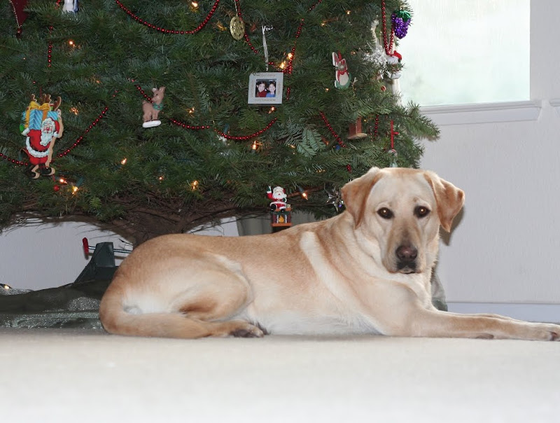 cabana laying in front of decorated christmas tree with expanse of beige carpet in front of her