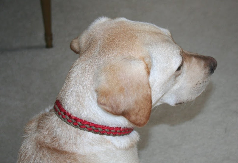 cabana shown from the back of her head, wearing the two tone red and tan collar