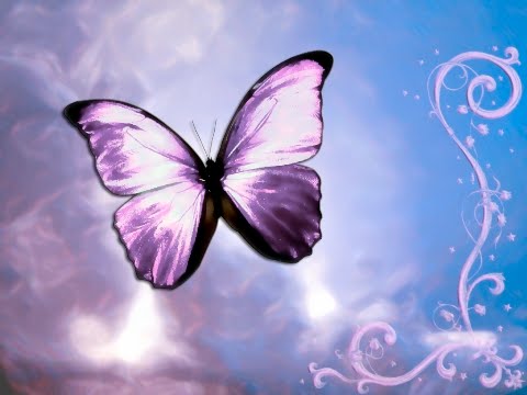 Poudre de Papillon Borboleta+roxa