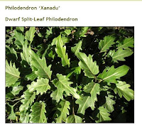 Dwarf Philodendron