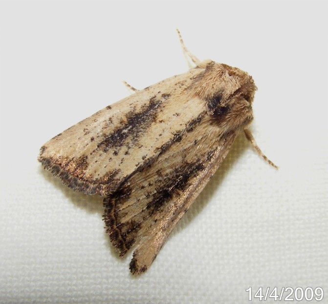 [AprMoth29.jpg]
