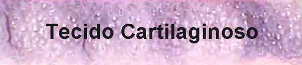Tecido Cartilaginoso