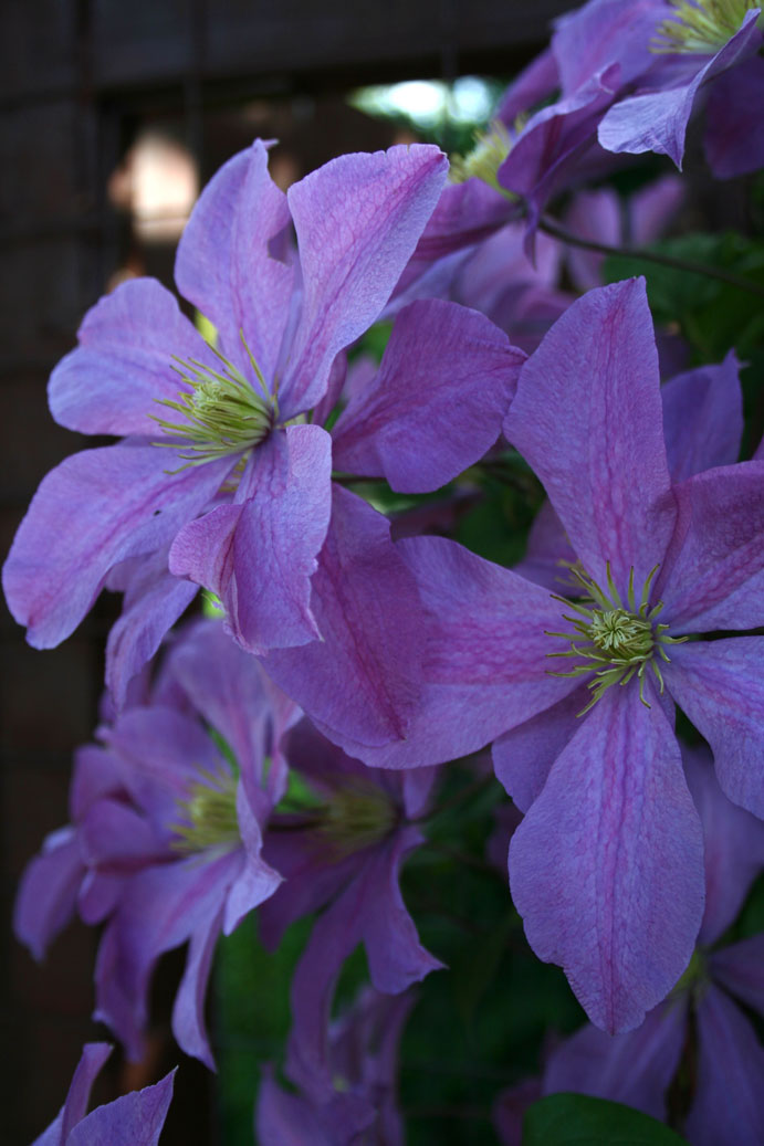 [botanicalflower2.jpg]