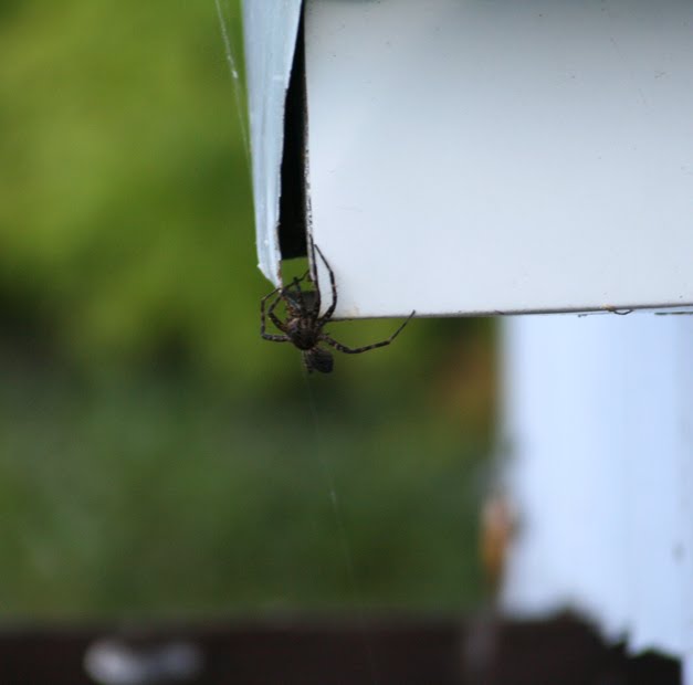 [spider.jpg]