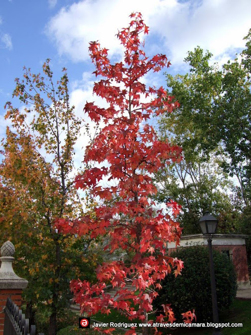 147 Paseos en Otoño