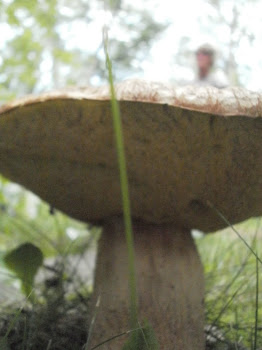 Big Mushroom