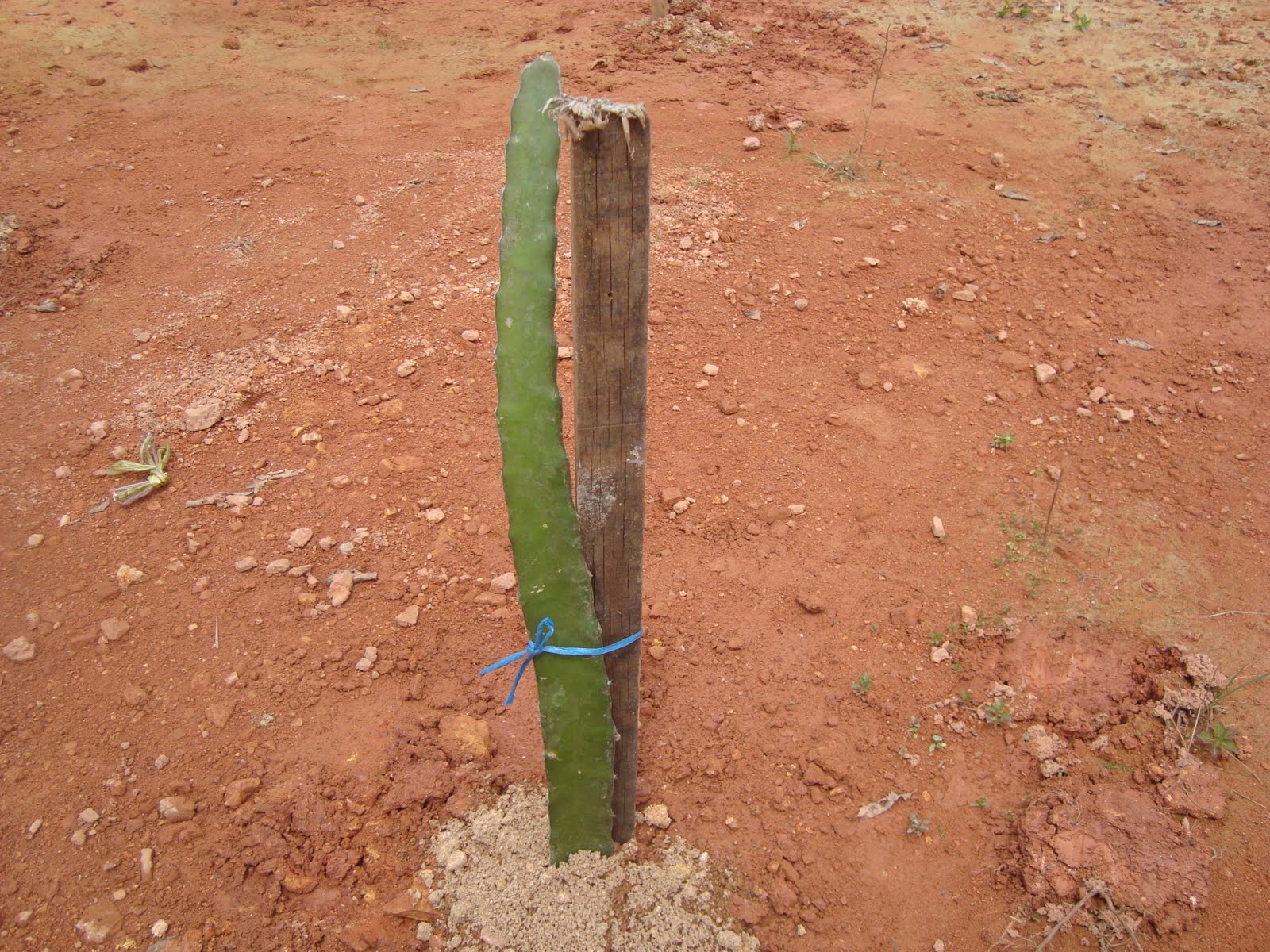 Pokok Naga