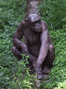 Guru+-+The+Hairless+Indian+Chimp:+%27Naked%27+chimpanzee+becomes+a+star.jpeg