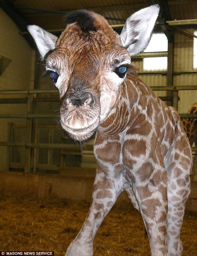 You big baby A The new born giraffe that took zookeepers by surprise when they arrived for work on Monday morning