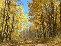 Colorado Aspens