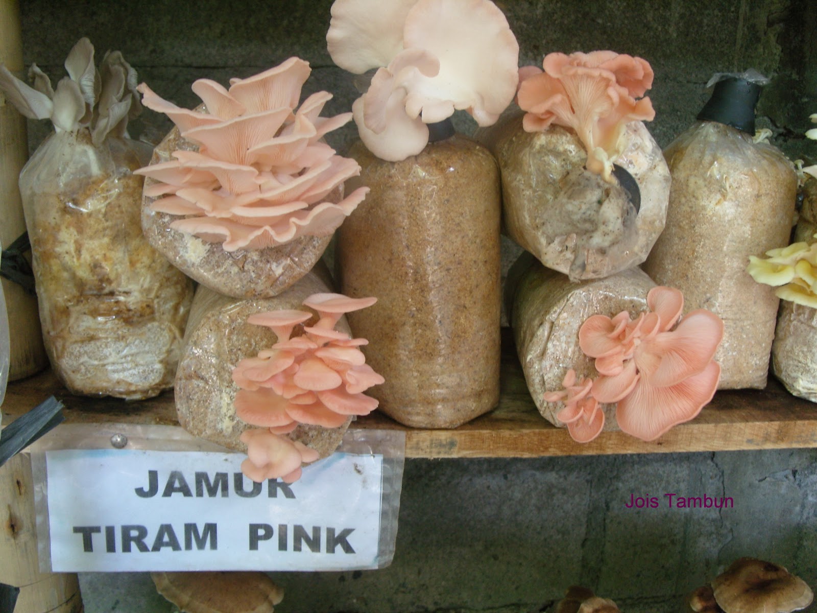 Hidupku Unik Nikmatnya Jamur dengan kuah dan wedang.. slurrrppp..