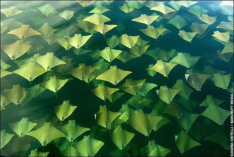 [manta+rays.jpg]