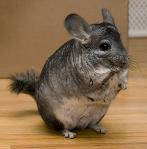 skinny chinchilla