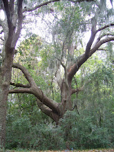 Spanish Moss