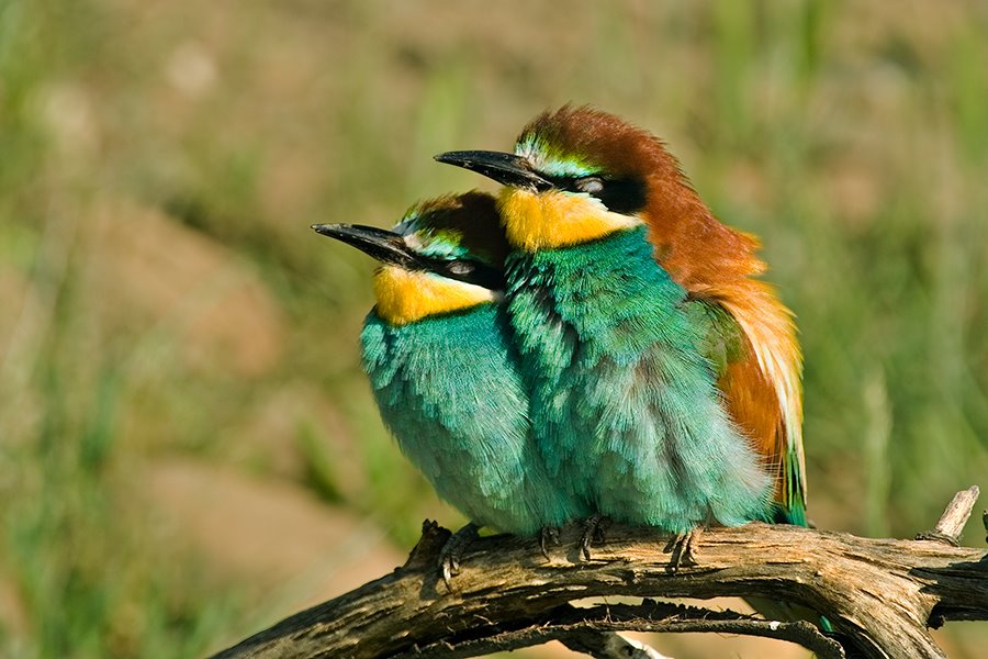 [Dormidos-al-Sol.jpg]