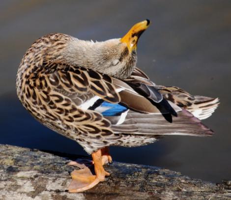 Duck Dead