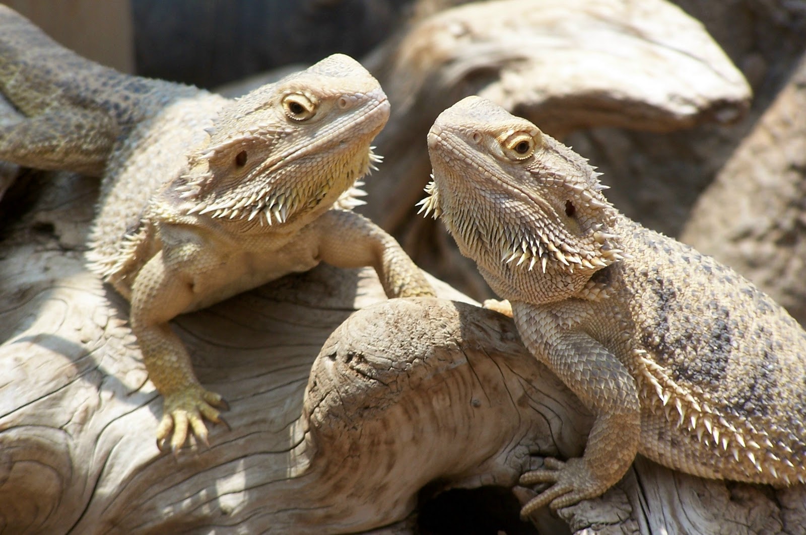 Ternak Bearded Dragon , pets nan eksotis The Sambal's Geek