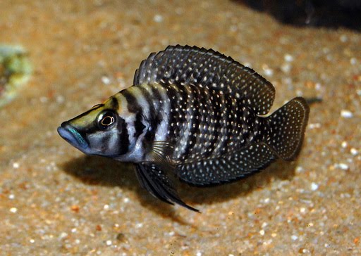 Gold Calvus