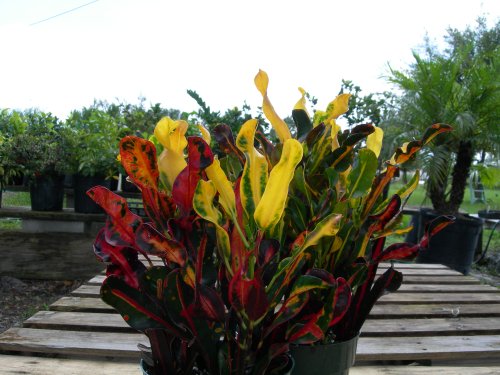 Croton~Curly Colorful Leaves~"Mammey" Great House Plant - Garden Supply