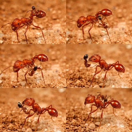 Adventures Among Ants Cleaner Ants and Cleaner Fish